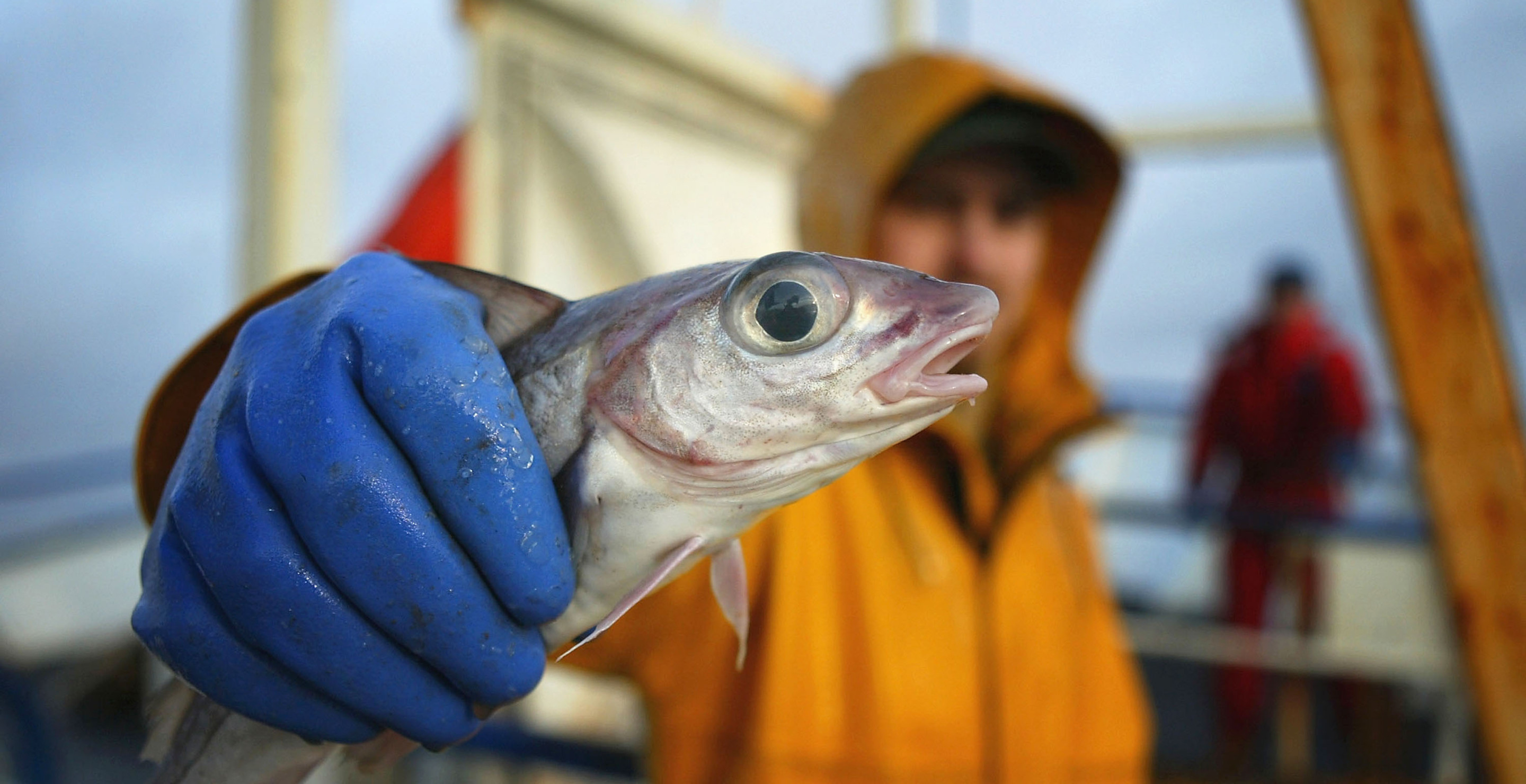 Turns Out Fish Are Getting Addicted To Drugs, According To Recent Study
