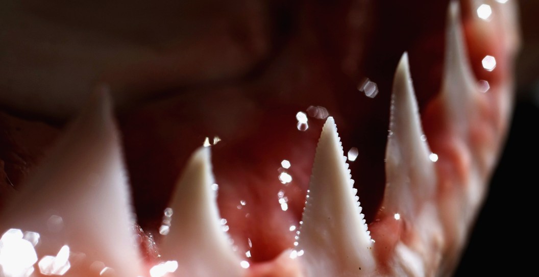 Vacationing Doctor Saves Young Girl's Life After Shark Attack
