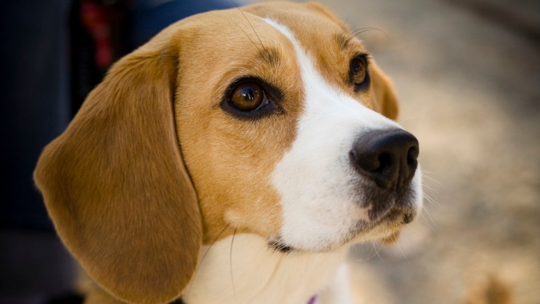 beagle