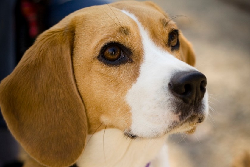 beagle