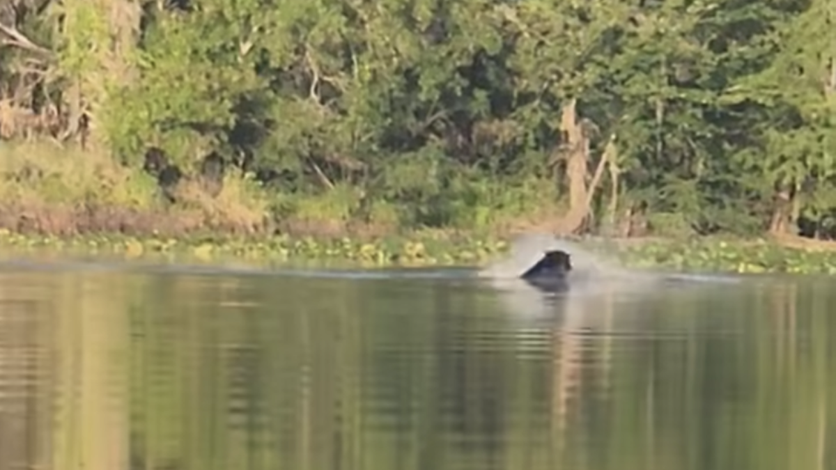bear vs gator