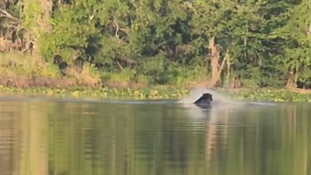 bear vs gator