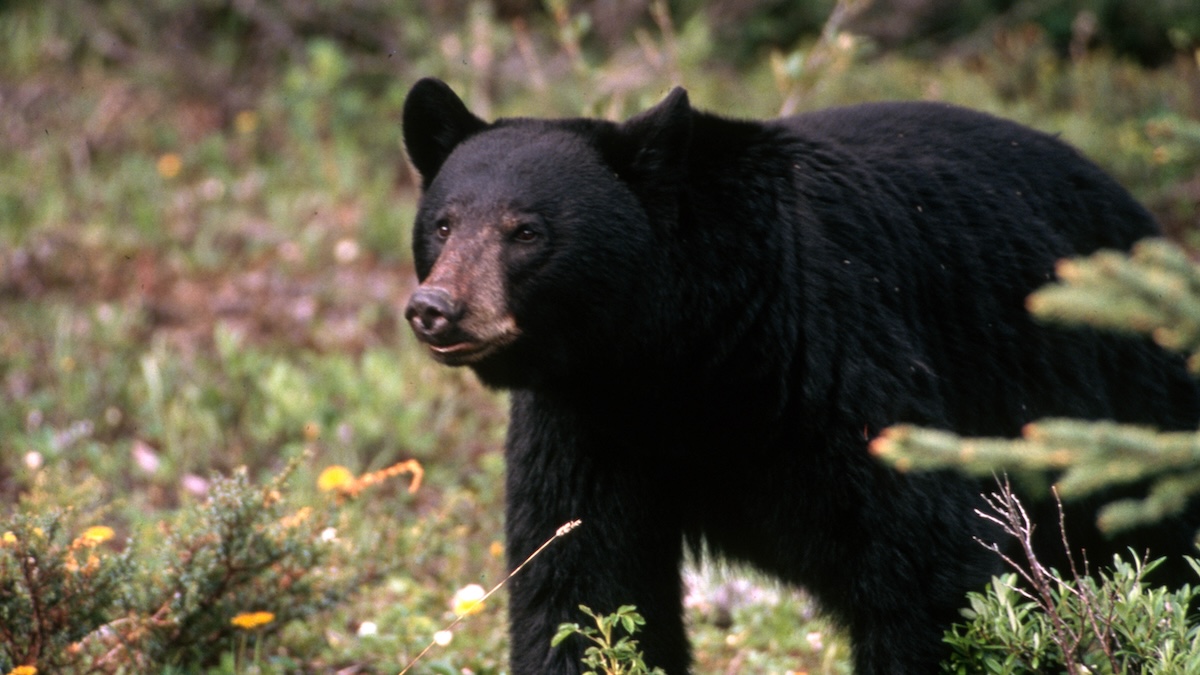 black bear