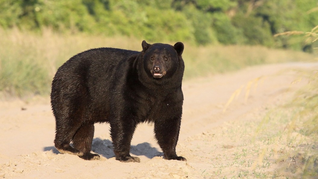 black bear