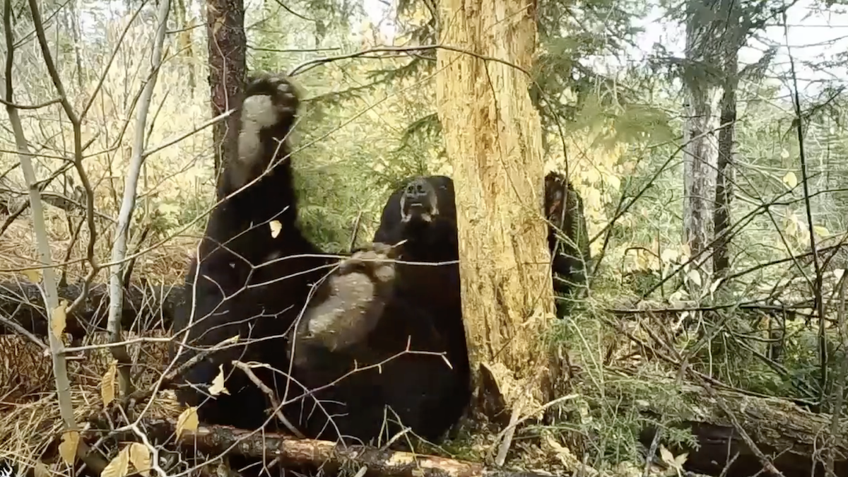 black bear