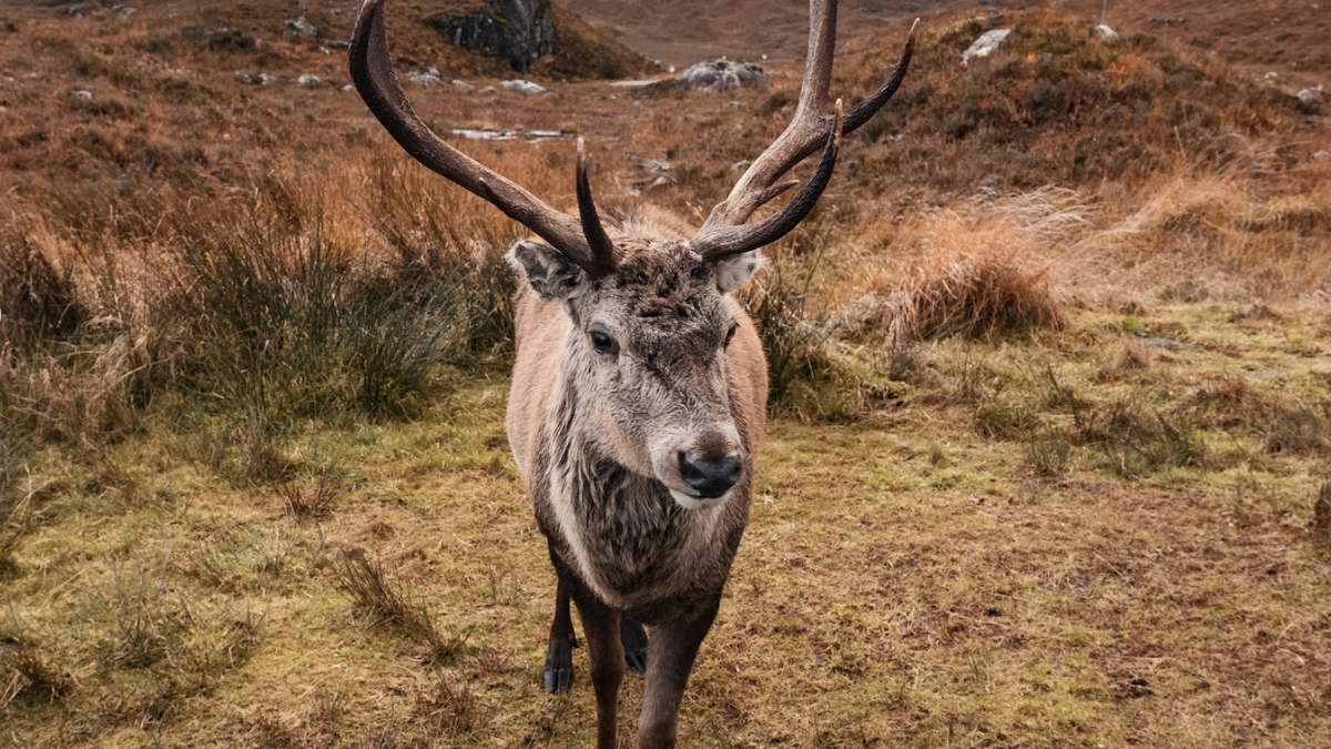 callum the stag