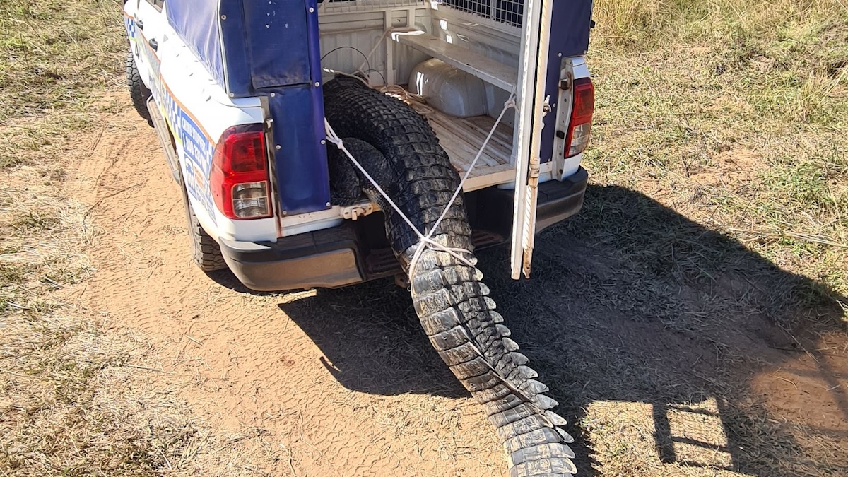 australian crocodile