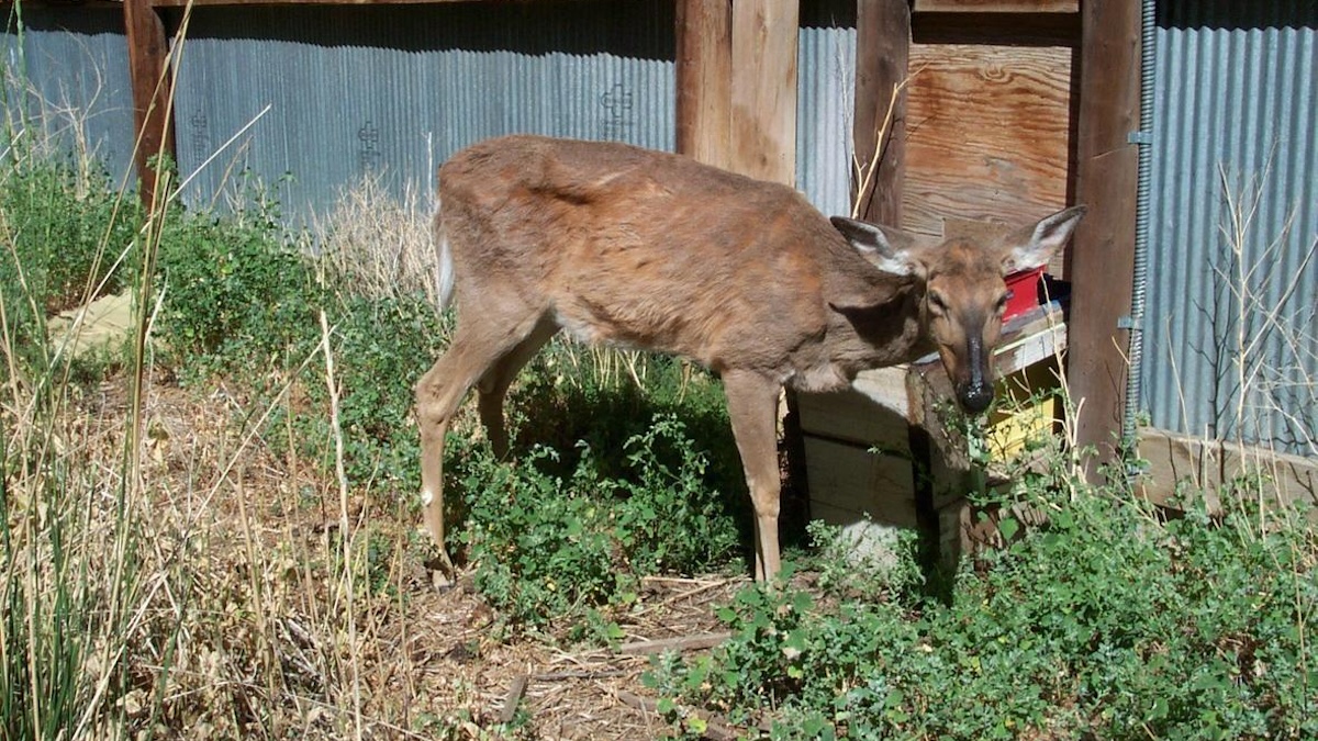 cwd deer