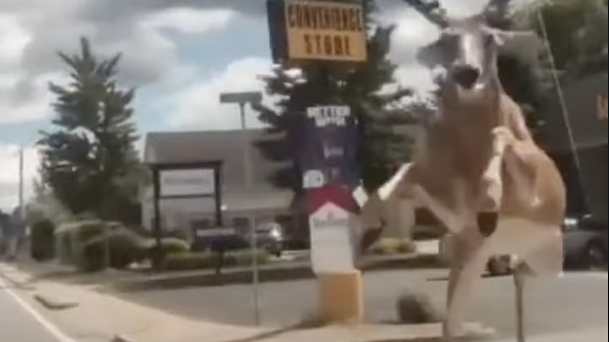 deer