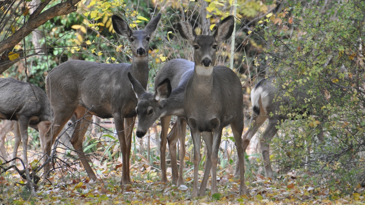 deer