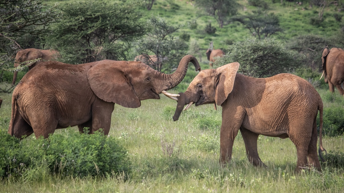 elephants