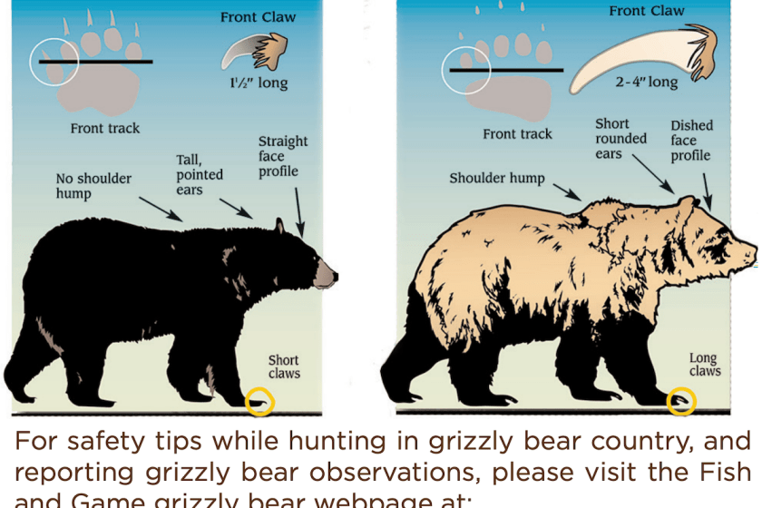 grizzly vs black bear