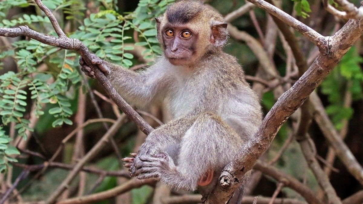 monkey