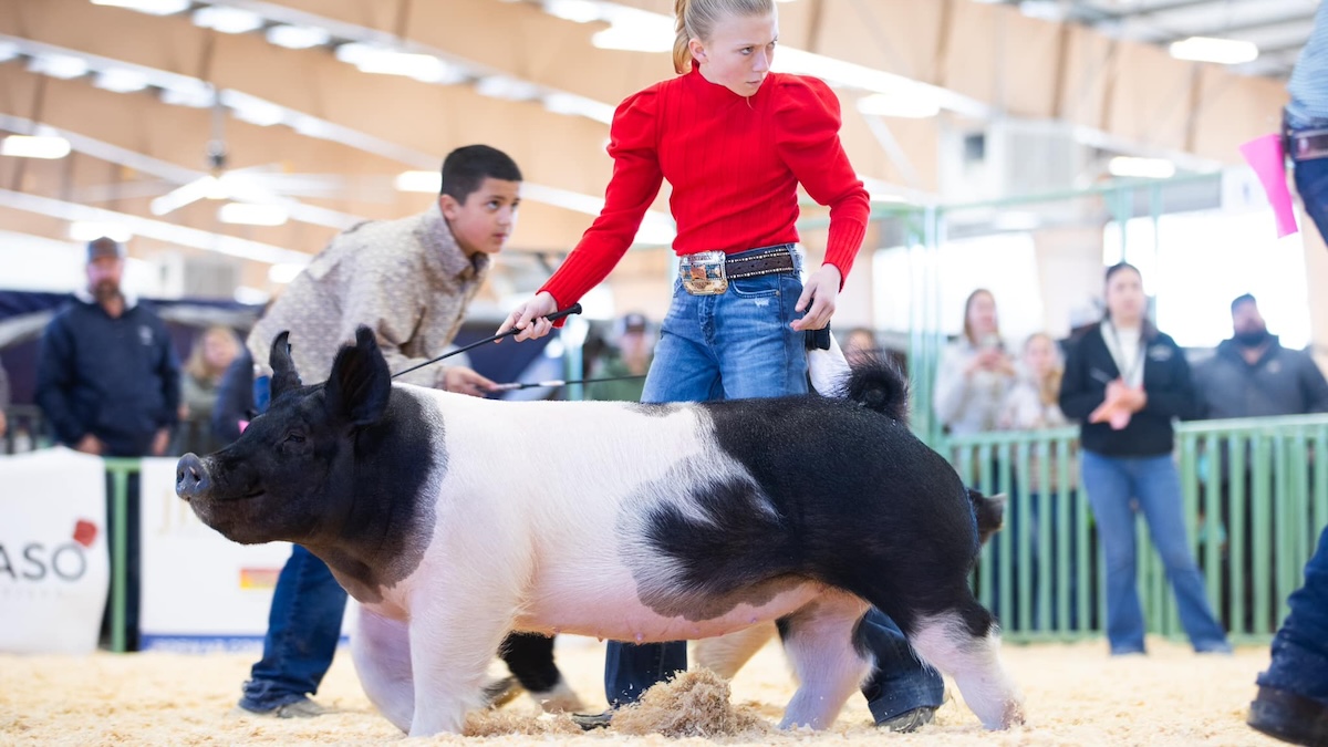 show pig