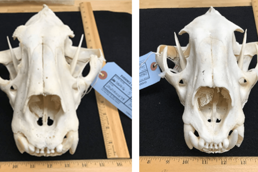 tiger skulls