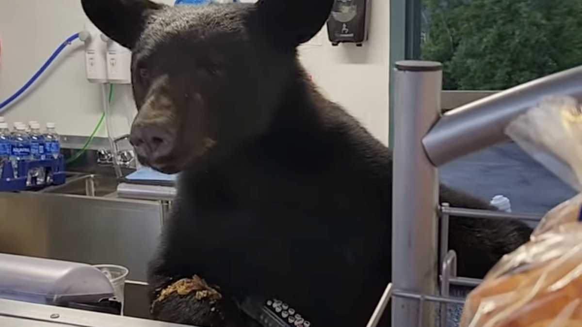 black bear