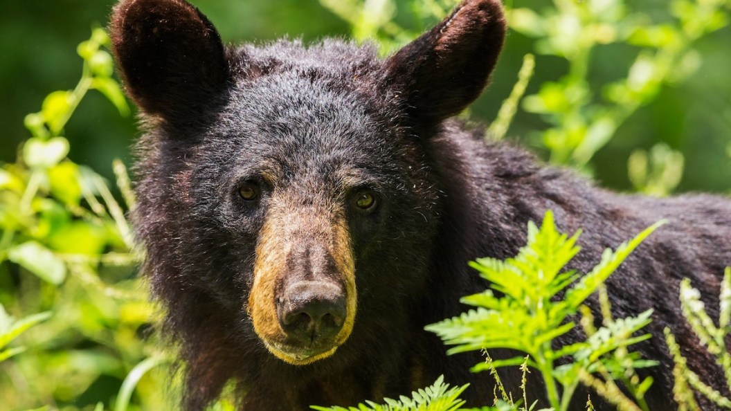 vermont black bear