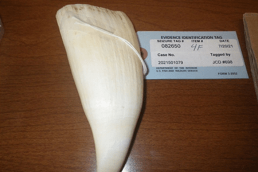 whale tooth