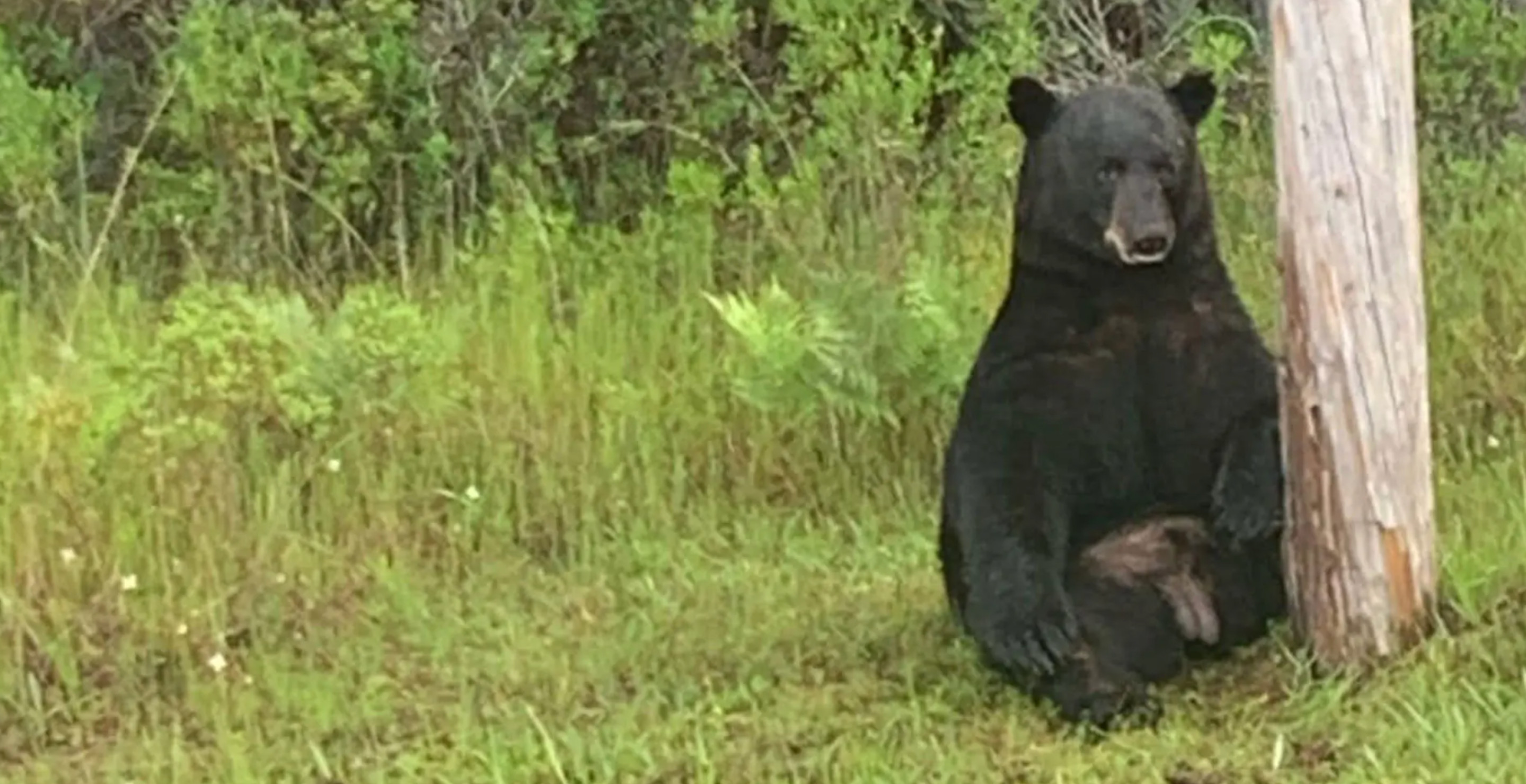 Depressed Bear Makes Motorists Sad