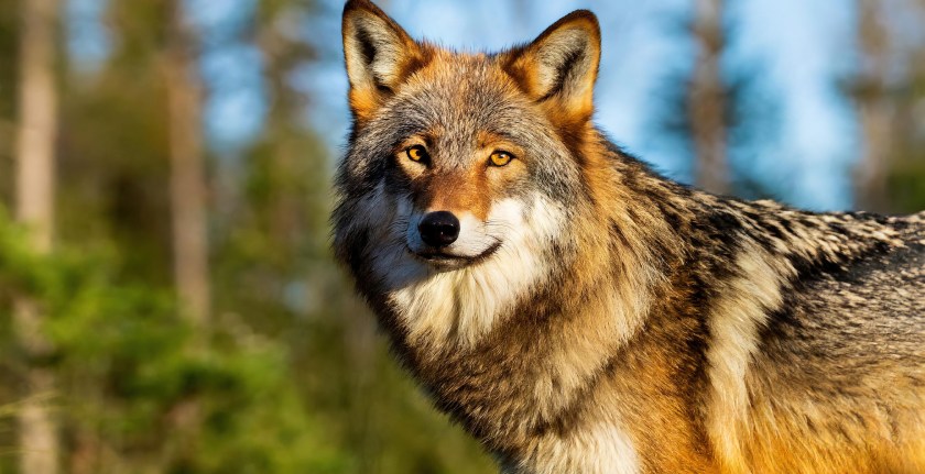 Are Wolves Smart Enough To Use Tools? Some Researchers Argue Yes - Wide ...