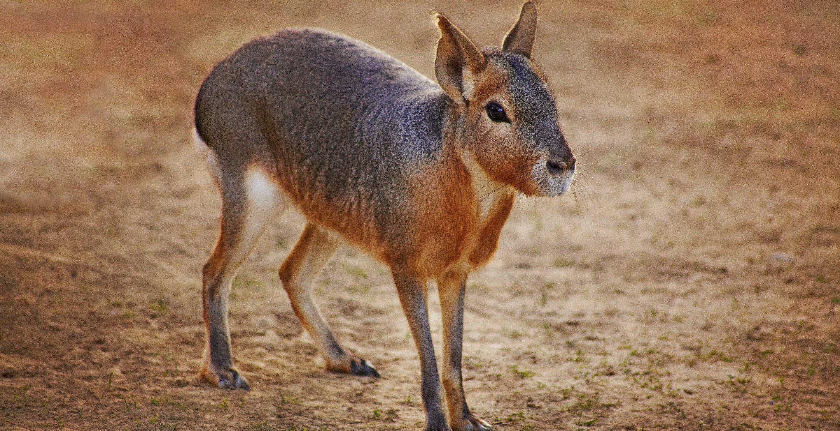 Exotic Animal, Native To South America, Seen Roaming Colorado Country Side