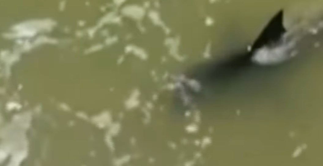 Footage Shows The Shark That Attacked 4 People On 4th Of July