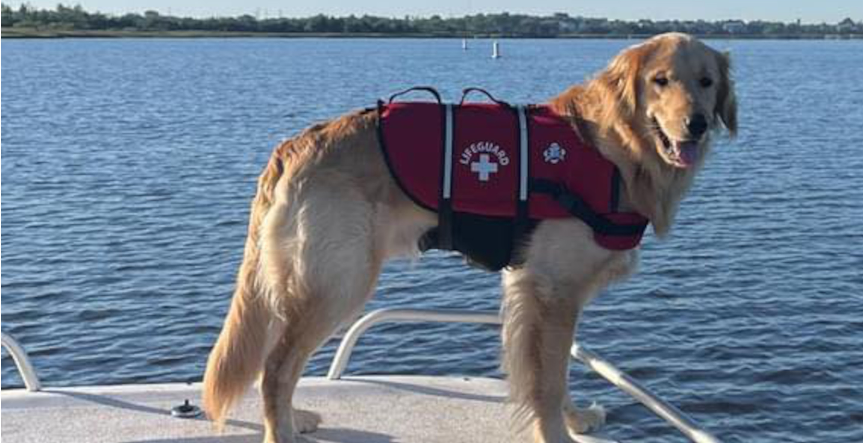 Golden Retriever Miraculously Survives After Going Overboard And Being Lost On River