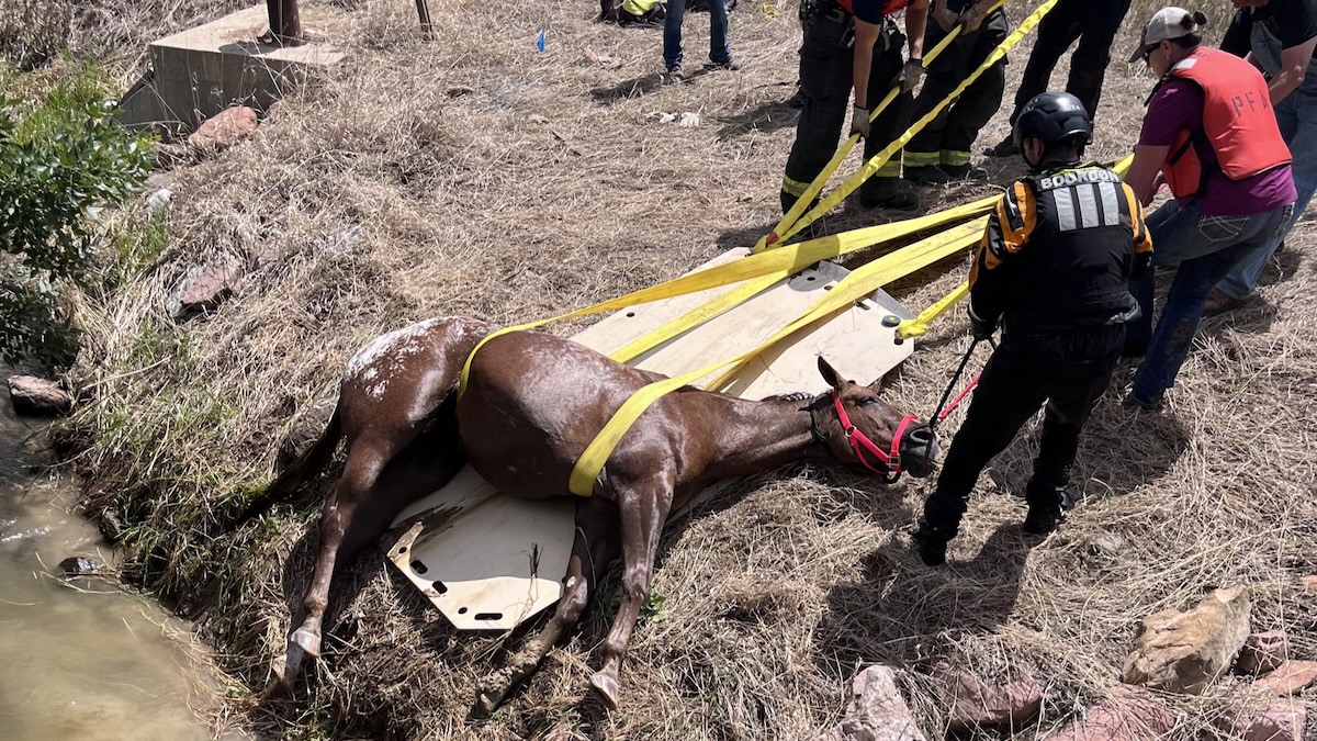 Firefighters Rescue an Aging Blind Horse From a Canal