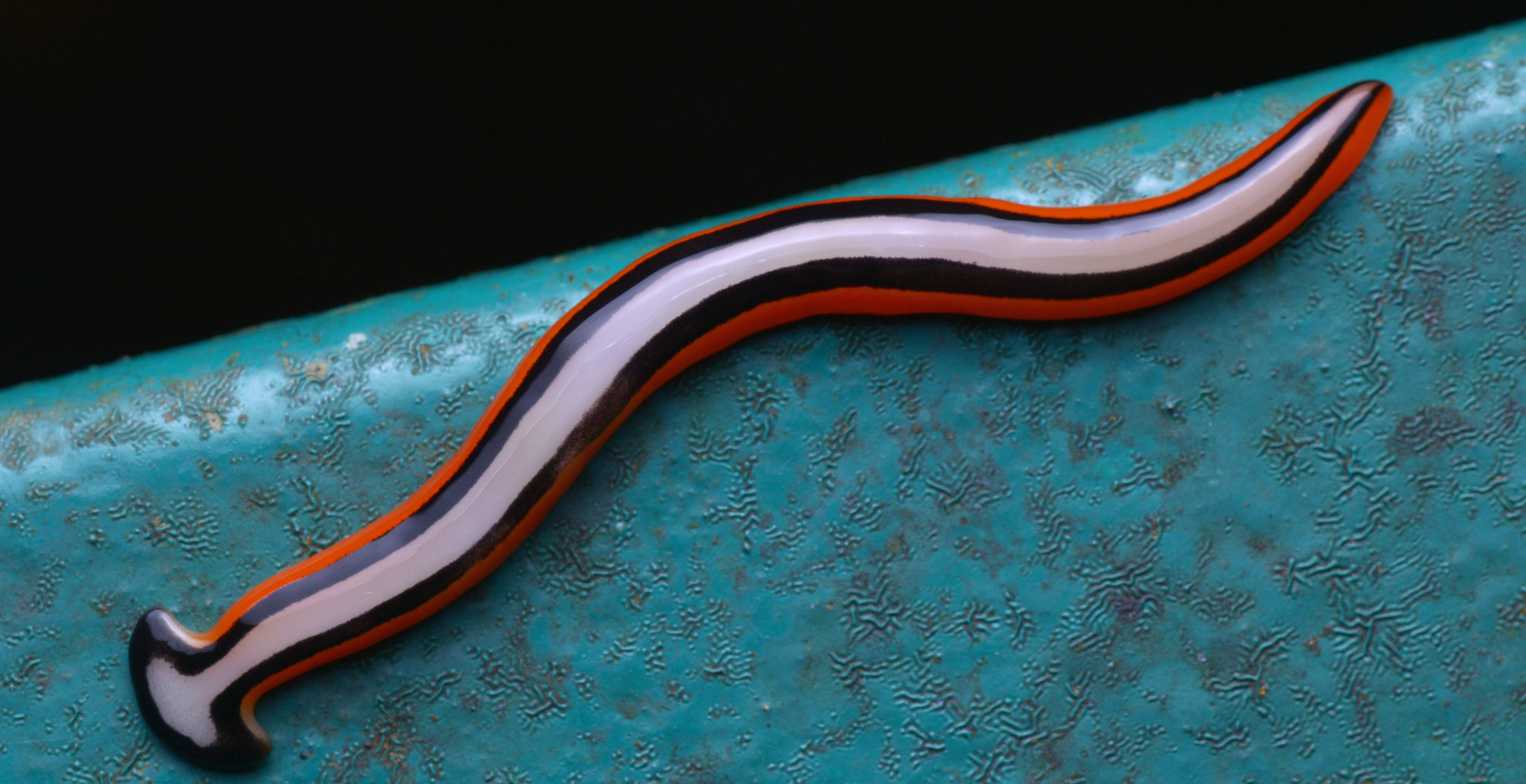 Heavy Texas Rains Cause Giant Poisonous Worms To Surface