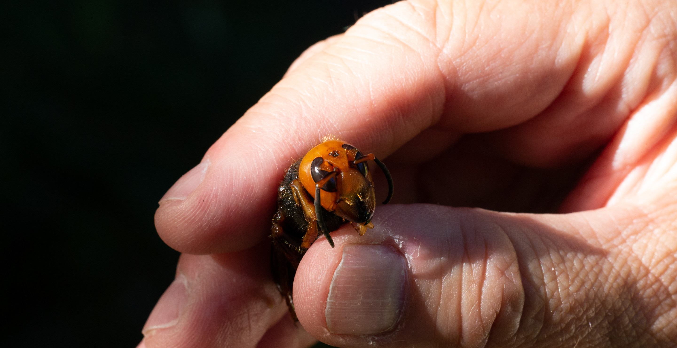 How A Wasp Caused A Texas Teen To Sever His Spinal Cord