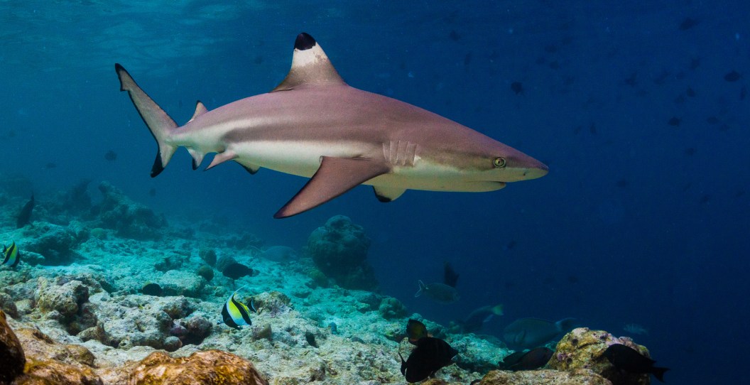 Shark Training Lifeguard In Training Jumps In Water Only To Land On A Shark - Wide ...