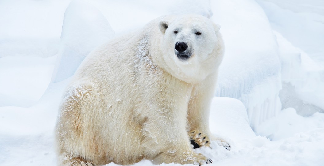 Man Survives Harrowing Attack From Polar Bear