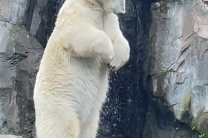 Olympics diving polar bear