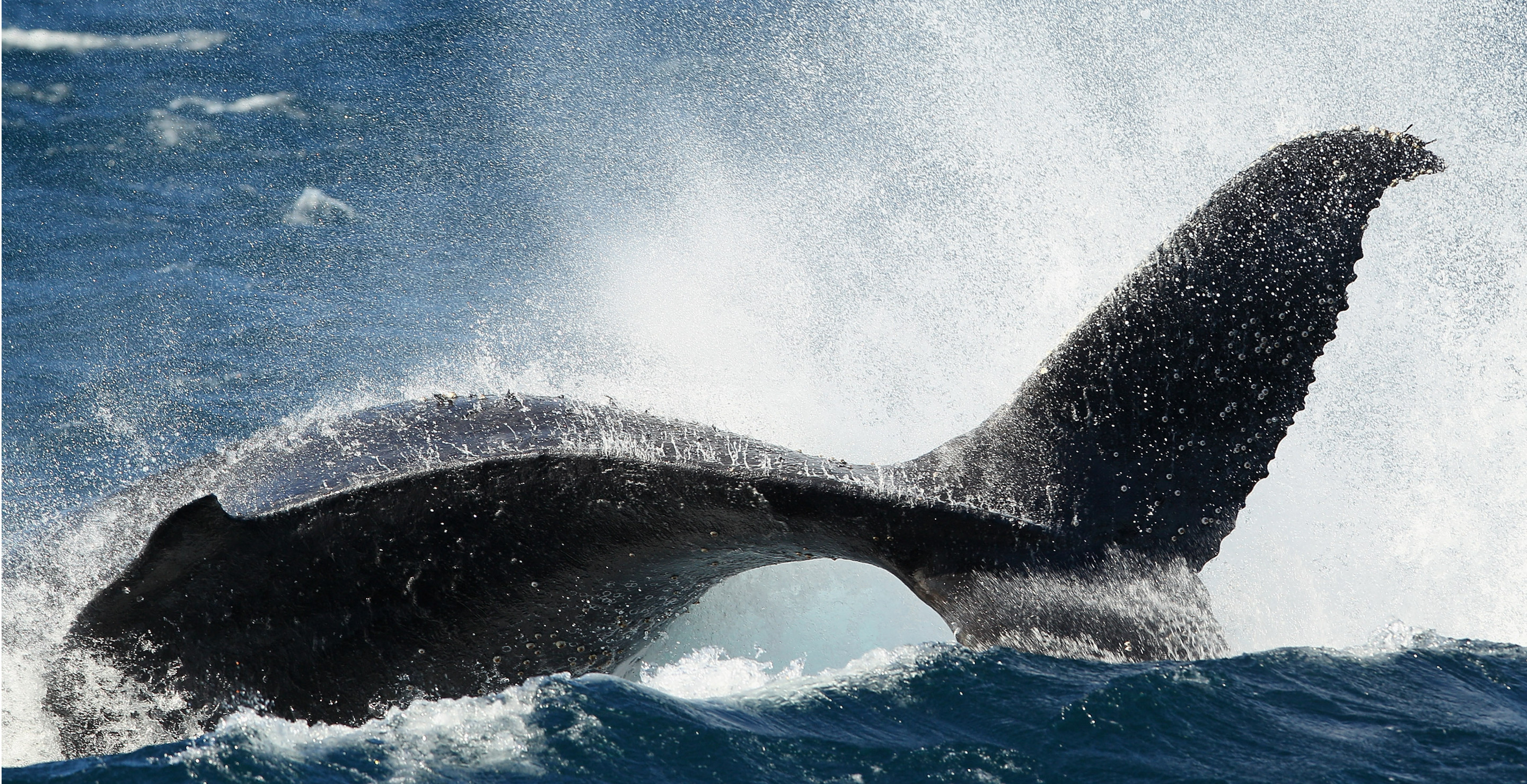 Rescuers Rush To Save Humpback Whale Tangled In Fishing Equipment