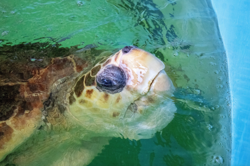 Bubba 375 Pound Loggerhead Sea Turtle
