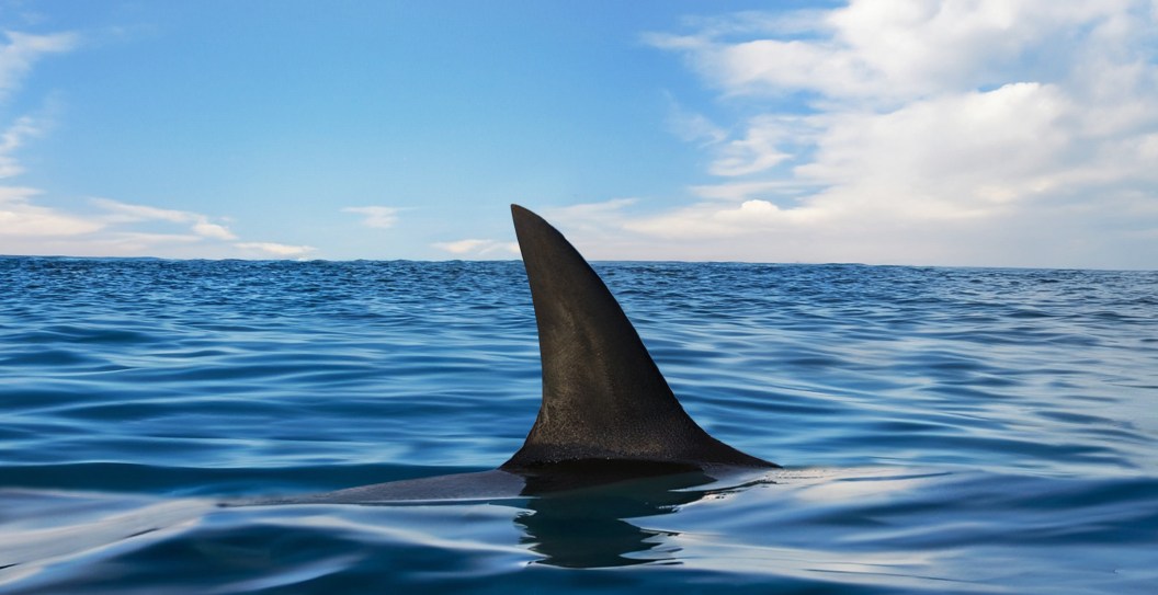 Shark Attack Victim Says Her Leg Is Pretty Much Gone After Grisly Encounter