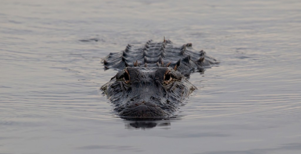 South Carolina Shoppers Get Shock When They Discover Alligator Under