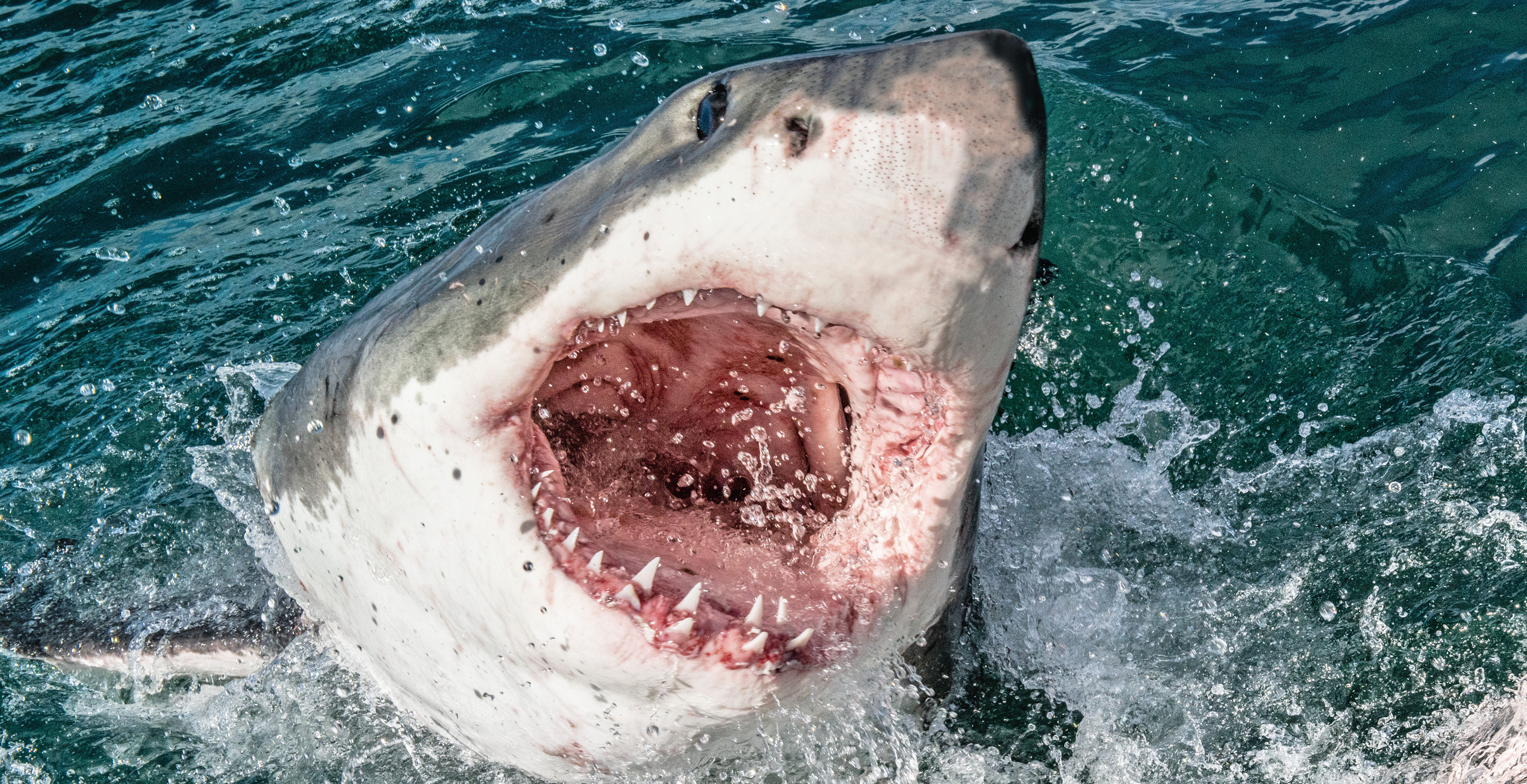 Texas 4th Of July Gathering Becomes Horror Scene After Shark Attacks 4 People