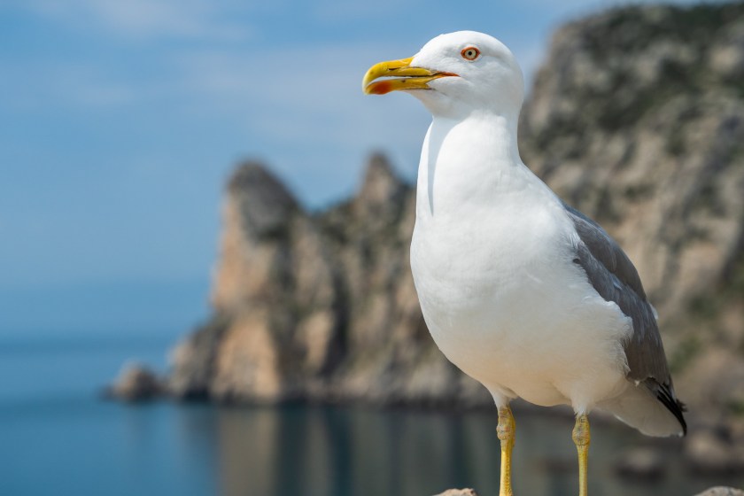 The Internet Is In Uproar After Man Allegedly Rips Head Off Seagull In Sickening Act Of Violence