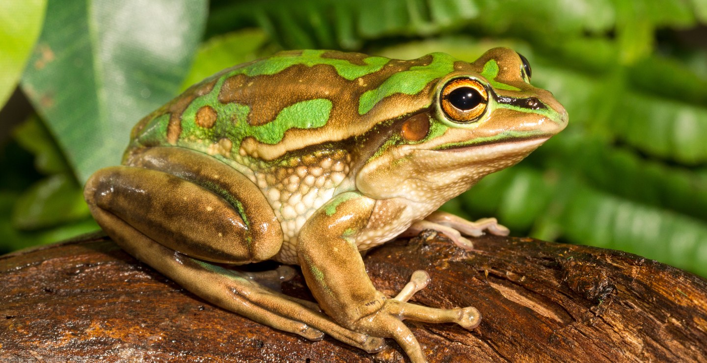 Theory Suggests Female Frogs May Eat Male Frogs After Mating Wide