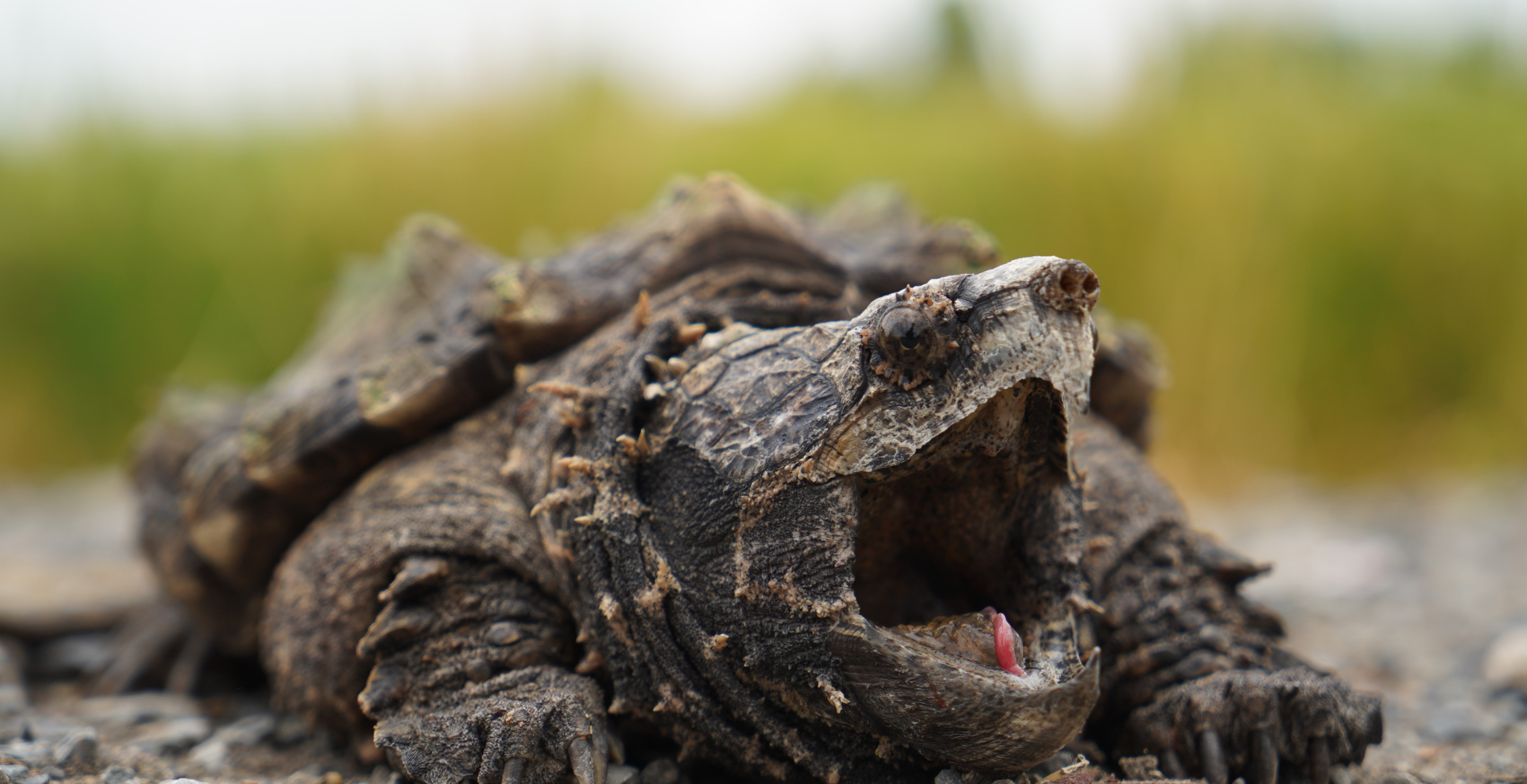 This Prehistoric Looking Snapping Turtle Scared The Daylights Out Of Two Kayakers