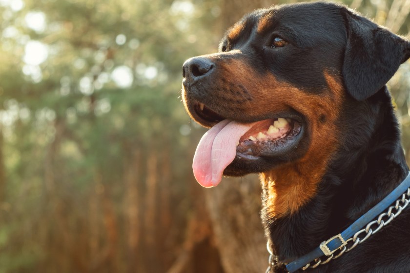 Three Dogs Fatally Maul Toddler At Babysitter's Home