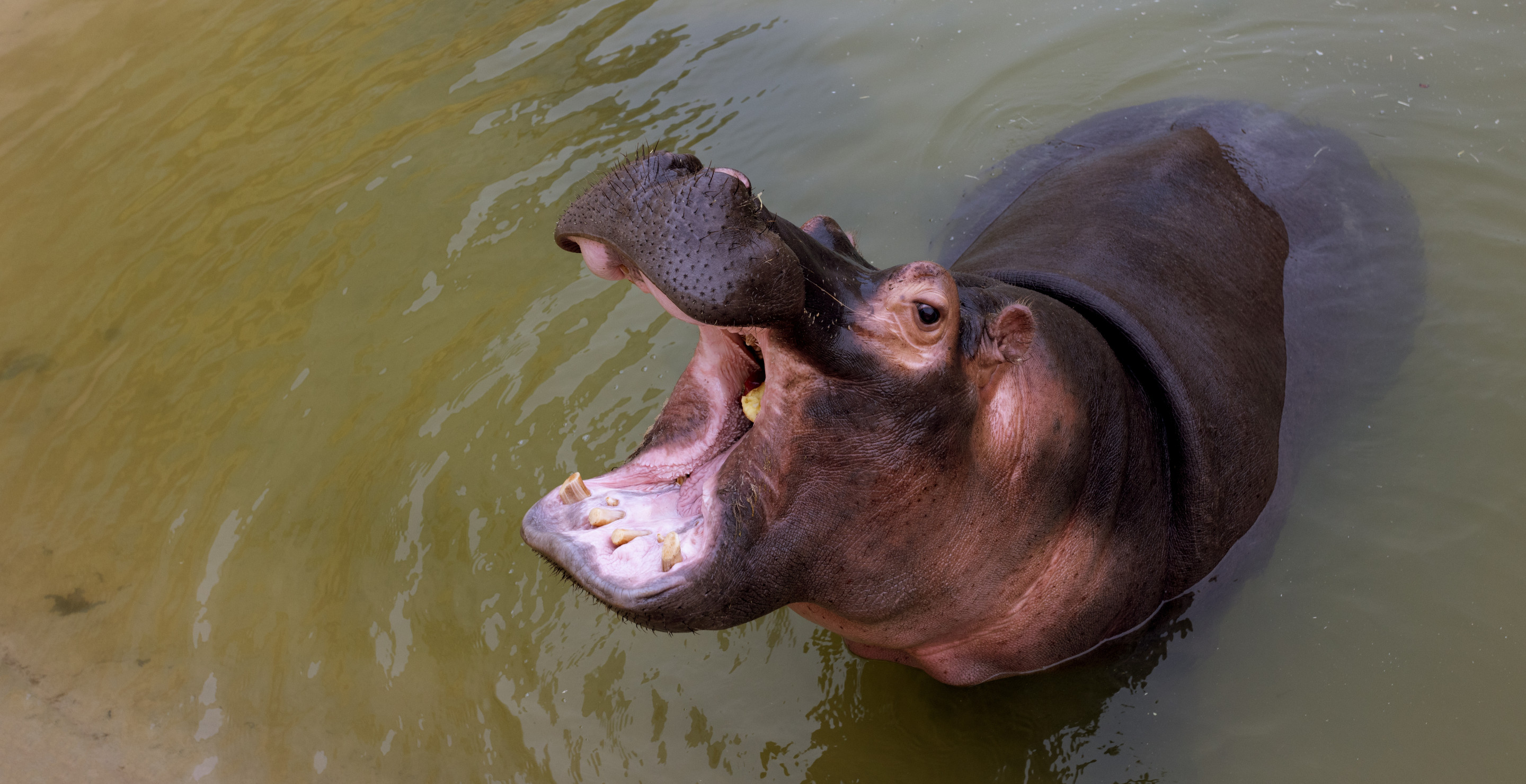 Tourist Appears To Toss Plastic Bag Into Hippo's Mouth In Sickening Video