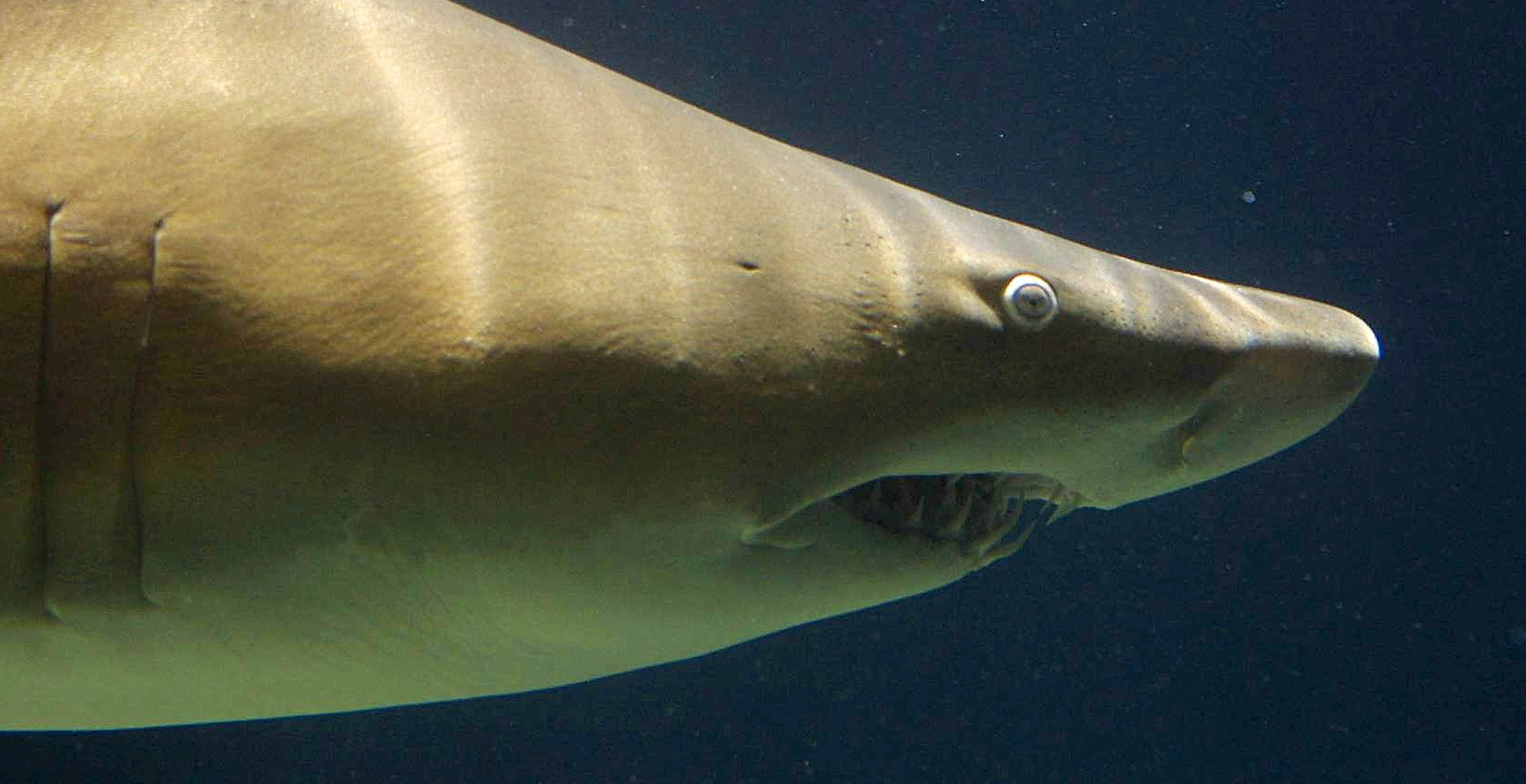Triathlete Could Only Laugh Following Grisly Shark Attack Despite Losing An Arm