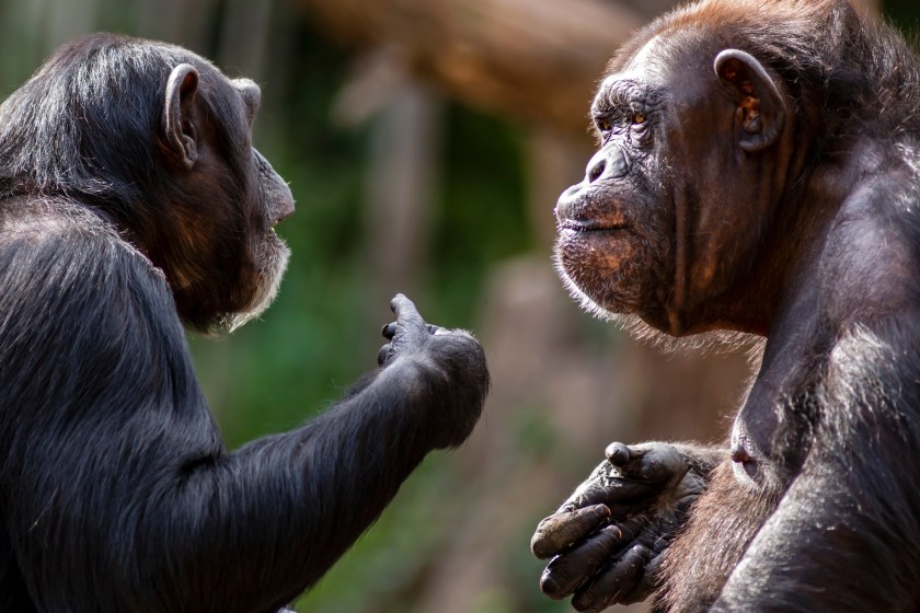 Turns Out, Chimpanzees Have Regional Dialects Like Humans