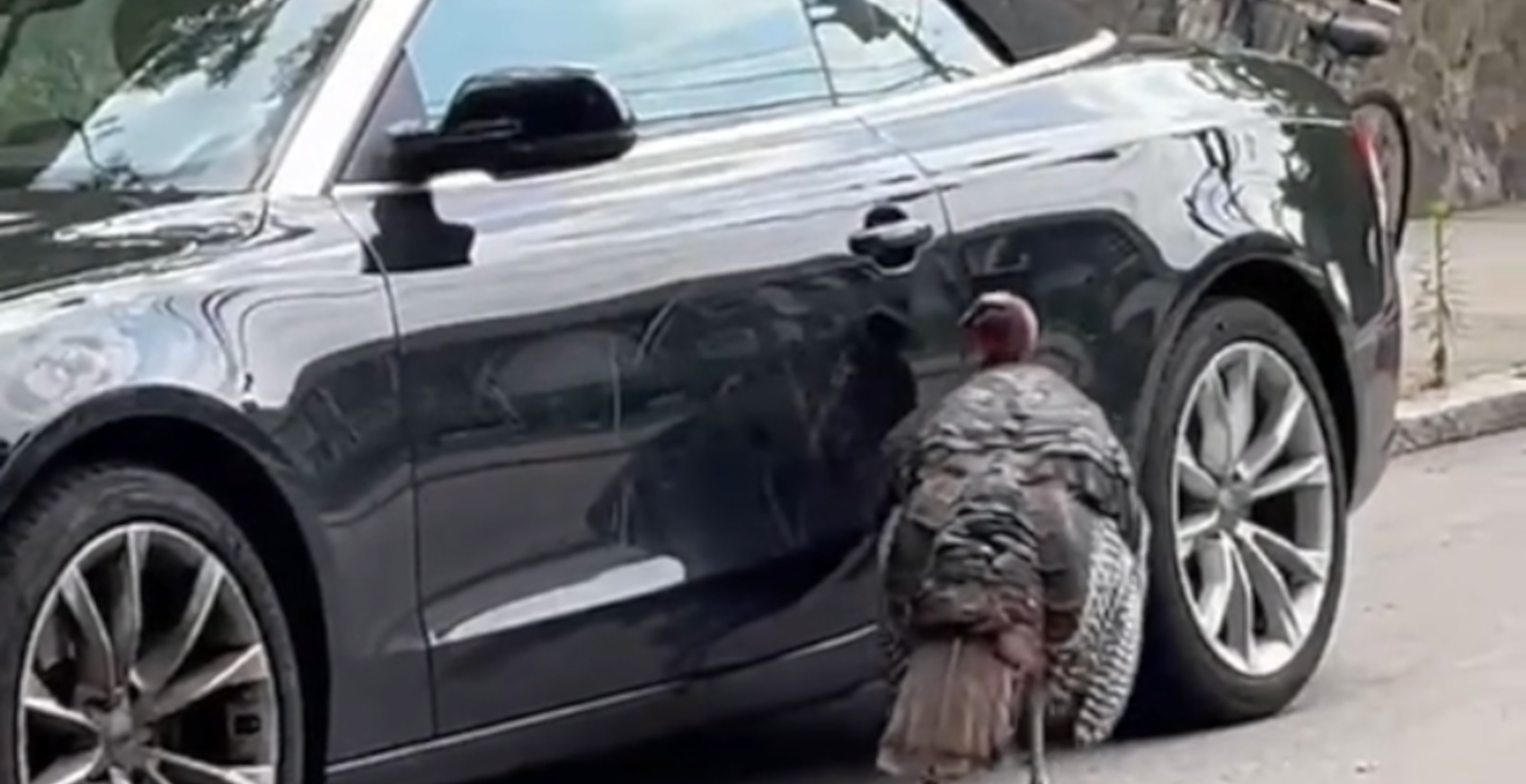 Wild Turkey Angrily Damages Luxury Car In Fowl Video