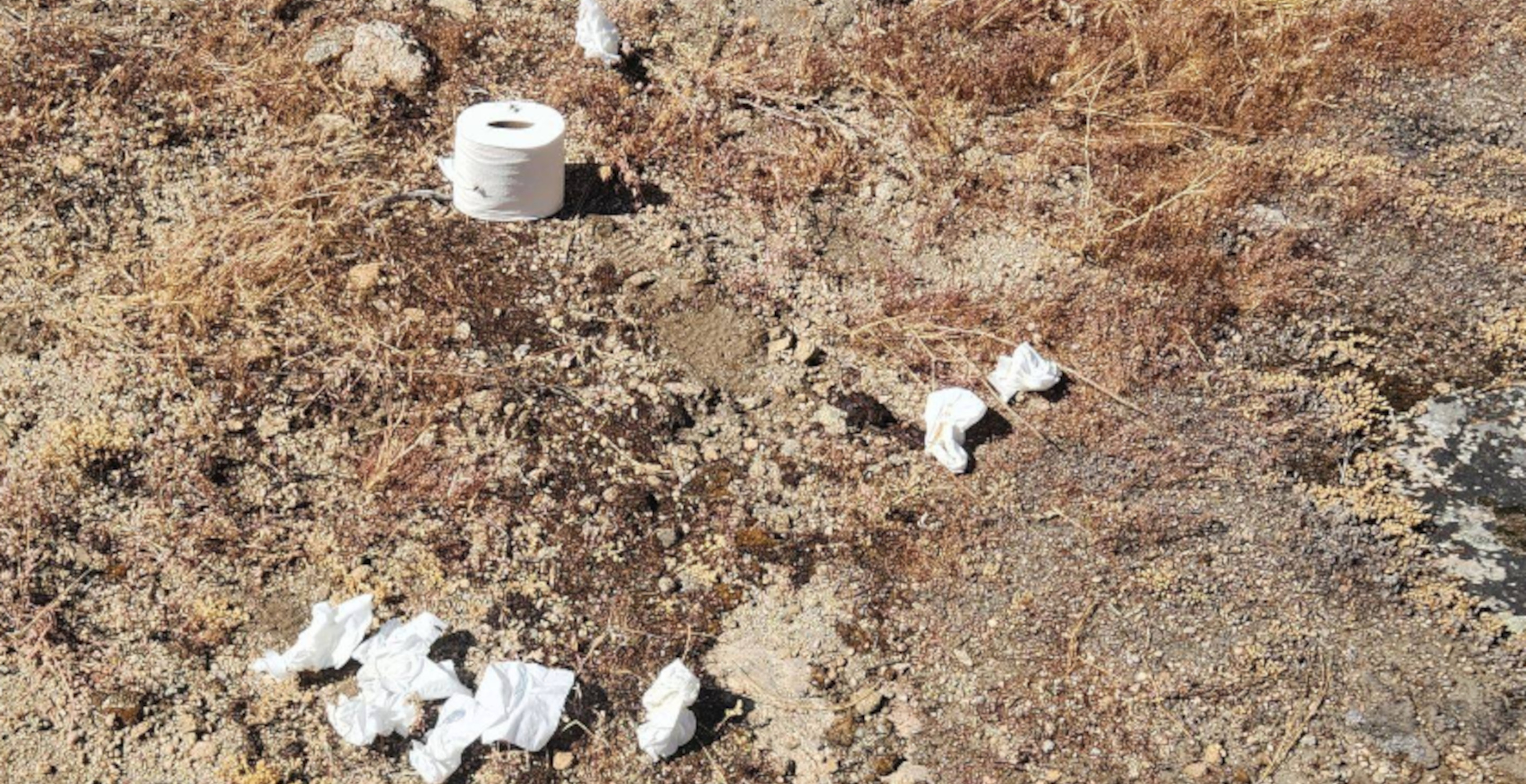 Yosemite National Park Has A Toilet Paper Problem Due To Tourists Burying It After Using The Bathroom