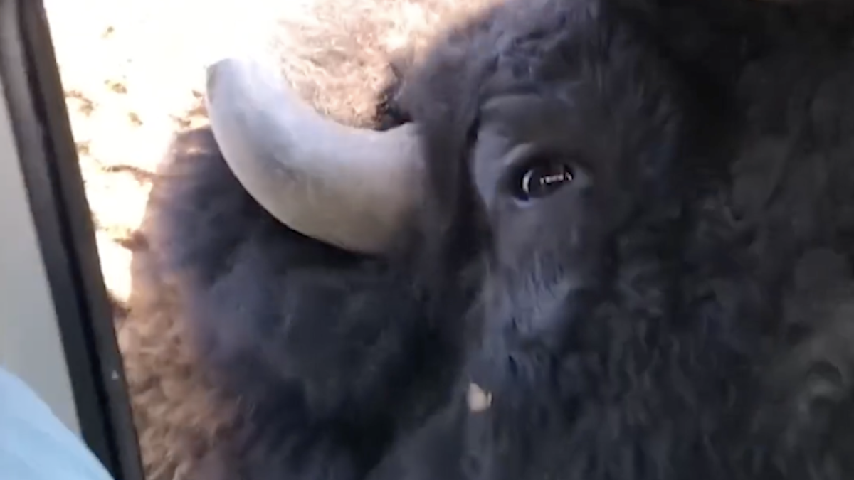 bison