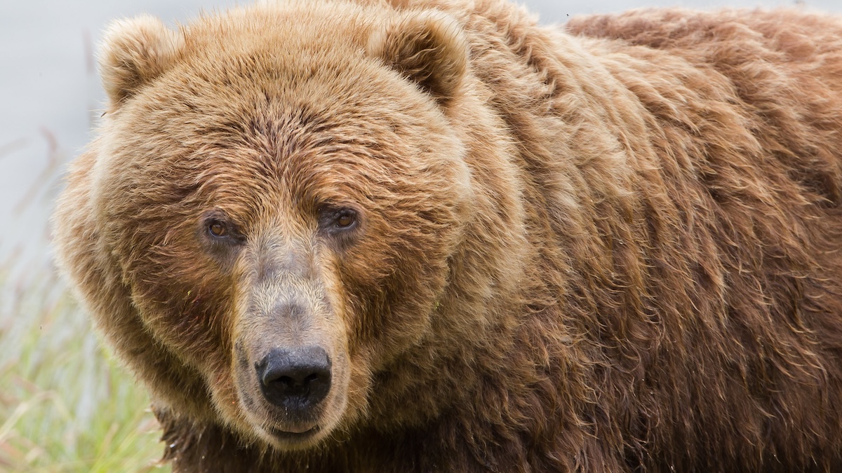 brown bear
