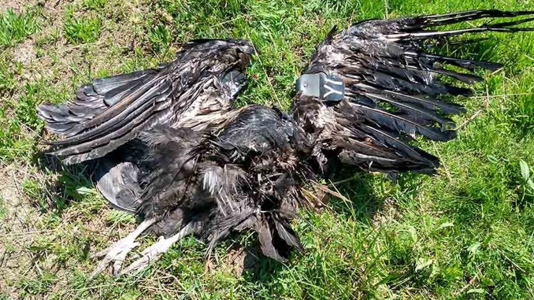 california condor